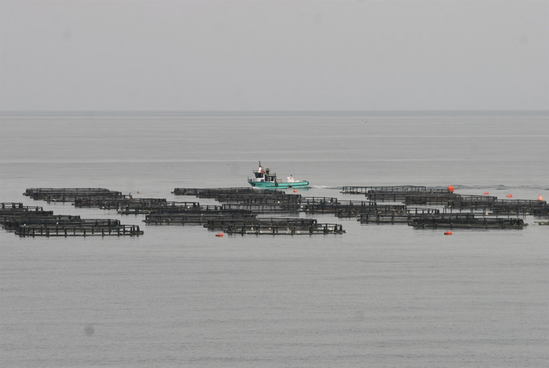 Ordu’da üretiliyor Rusya ve Japonya’ya ihraç ediliyor
