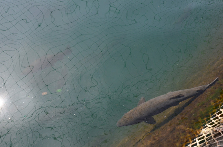 Ordu’da üretiliyor Rusya ve Japonya’ya ihraç ediliyor