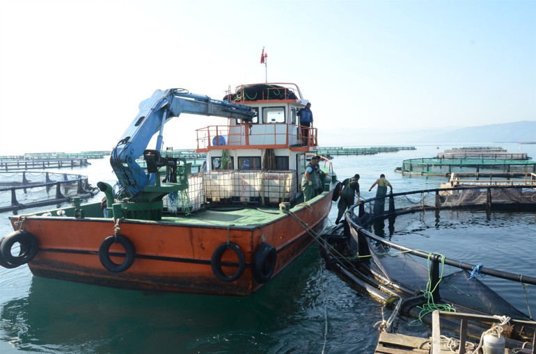 Ordu’da üretiliyor Rusya ve Japonya’ya ihraç ediliyor