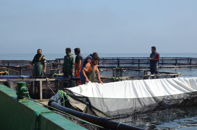 Ordu’da üretiliyor Rusya ve Japonya’ya ihraç ediliyor
