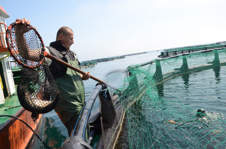 Ordu’da üretiliyor Rusya ve Japonya’ya ihraç ediliyor