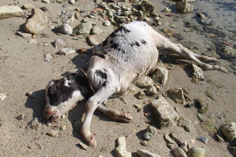 Aydında balıkçıların ağına takıldı Büyük tehlike...