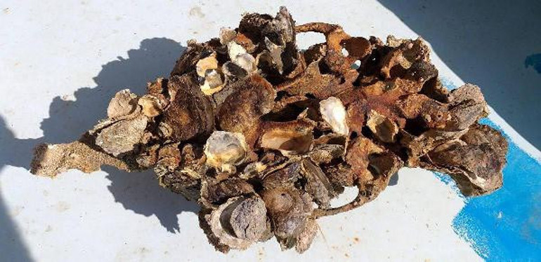 Aydında balıkçıların ağına takıldı Büyük tehlike...