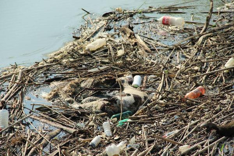 Aydında balıkçıların ağına takıldı Büyük tehlike...