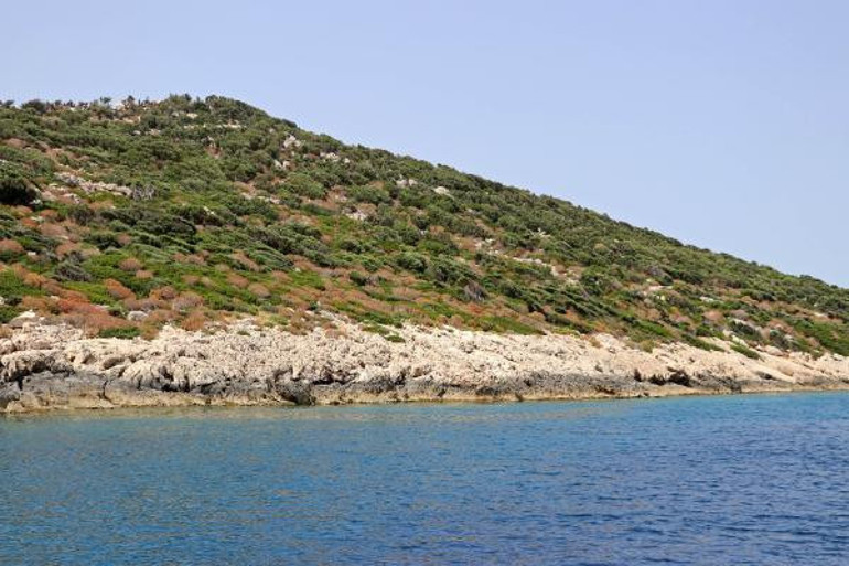 Antalyada görüldü Nadir ve hassas bir tür...