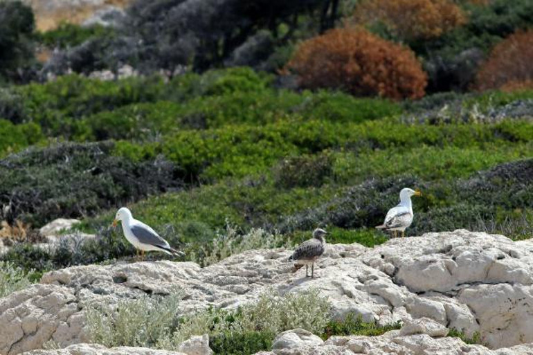 Antalyada görüldü Nadir ve hassas bir tür...