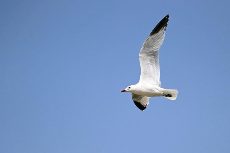 Antalyada görüldü Nadir ve hassas bir tür...