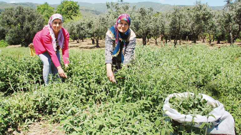 Butik ayrancı ihracat yolunda