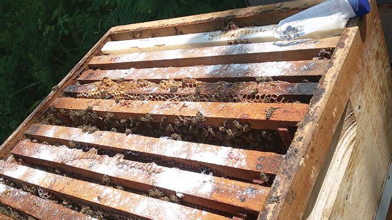 Arıların hayatını kurtarıyor