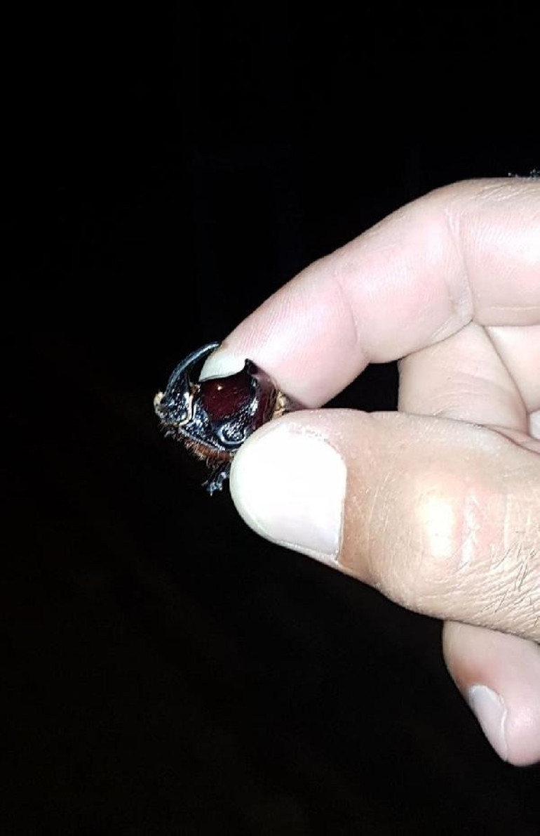 Bingölde gergedan böceği bulundu