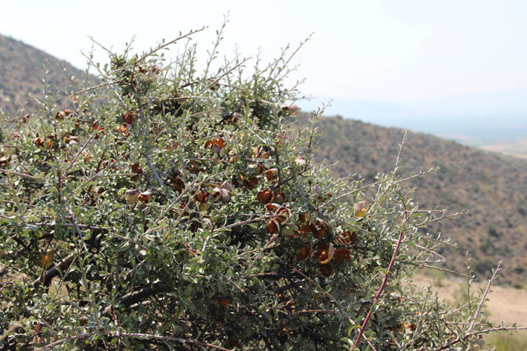 Her alanda kullanılıyor: Orman köylüsünün geçim kapısı... Milyonlarca liralık gelir sağlayacak