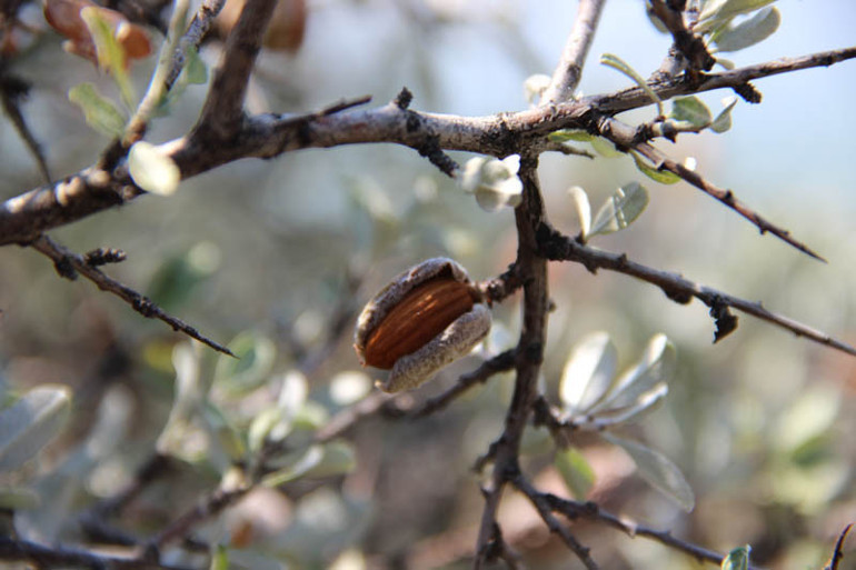 Her alanda kullanılıyor: Orman köylüsünün geçim kapısı... Milyonlarca liralık gelir sağlayacak
