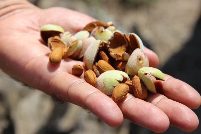 Her alanda kullanılıyor: Orman köylüsünün geçim kapısı... Milyonlarca liralık gelir sağlayacak