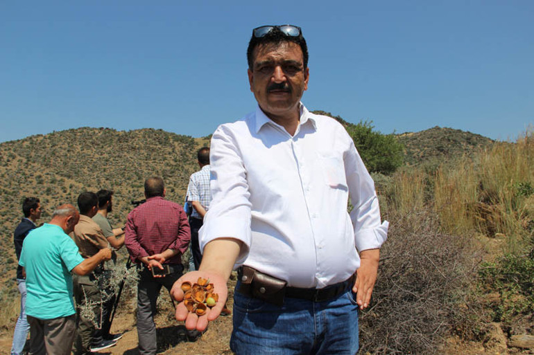 Her alanda kullanılıyor: Orman köylüsünün geçim kapısı... Milyonlarca liralık gelir sağlayacak