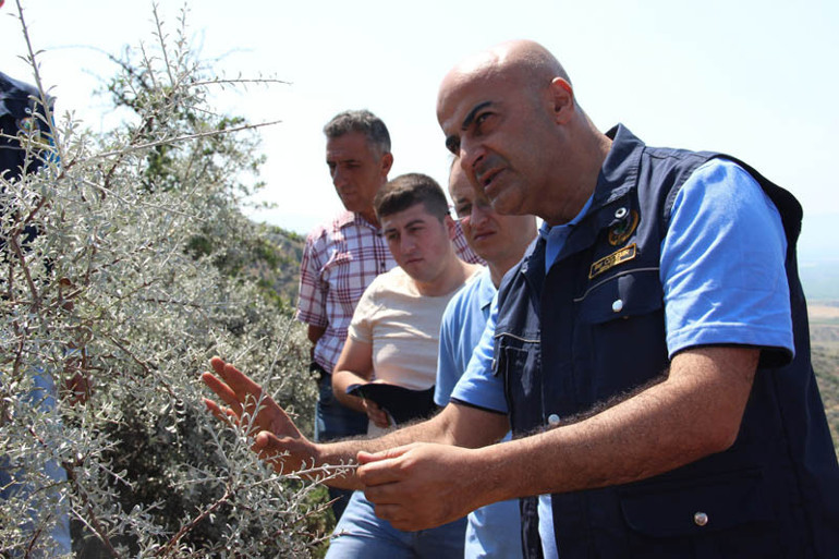 Her alanda kullanılıyor: Orman köylüsünün geçim kapısı... Milyonlarca liralık gelir sağlayacak