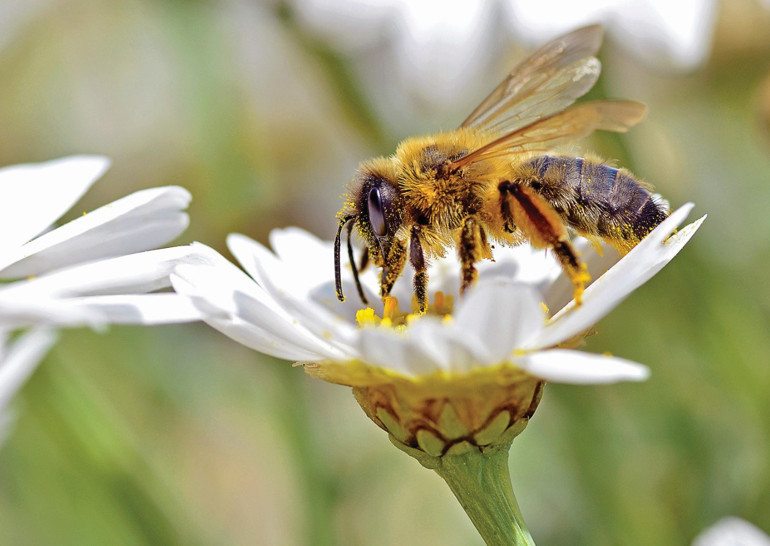 12 soruda bal hakkında her şey İyisini  nasıl anlarız