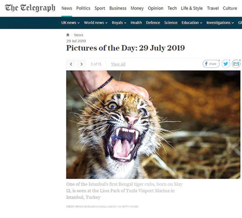 Yavru kaplan tartışması