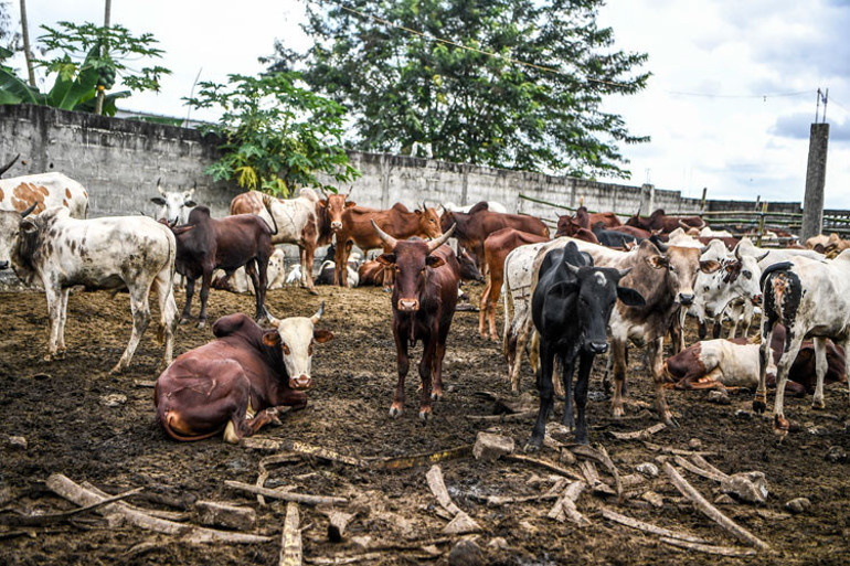 Fildişi’ne kardeş eli