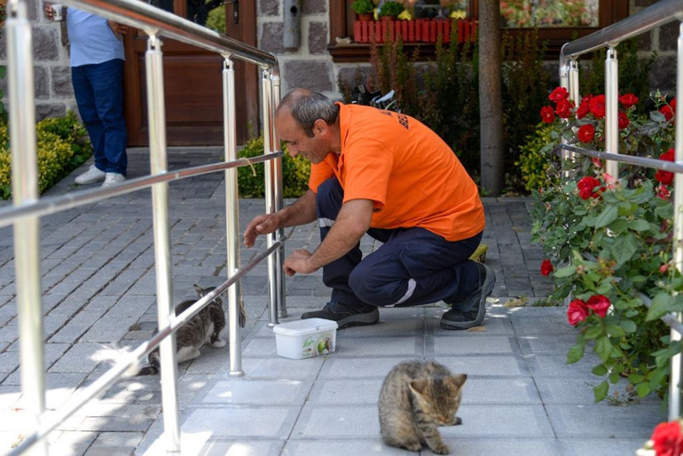 Ulucanlar’ın kedilerine düzenli mama