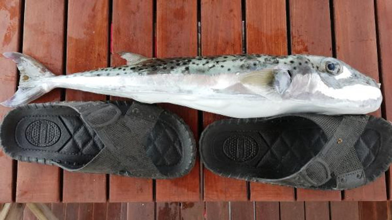 Karadenizde balon balığı tehlikesi