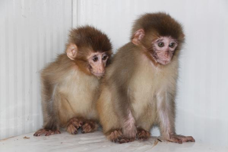 Sınır kapısında ele geçirilmişlerdi Hayvanat bahçesine gönderildiler