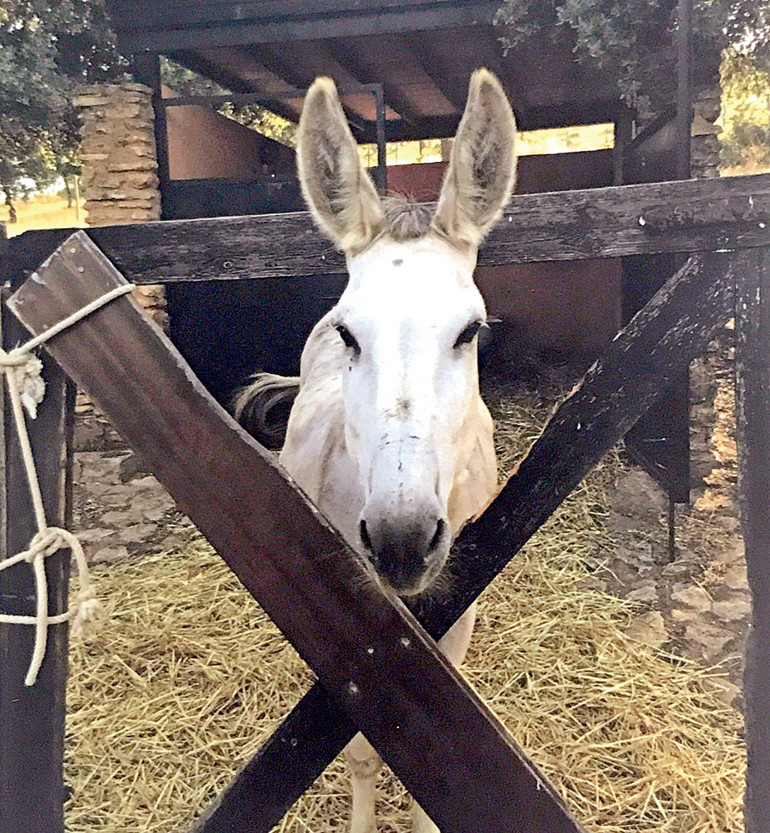Fotoğrafı yorumlamak