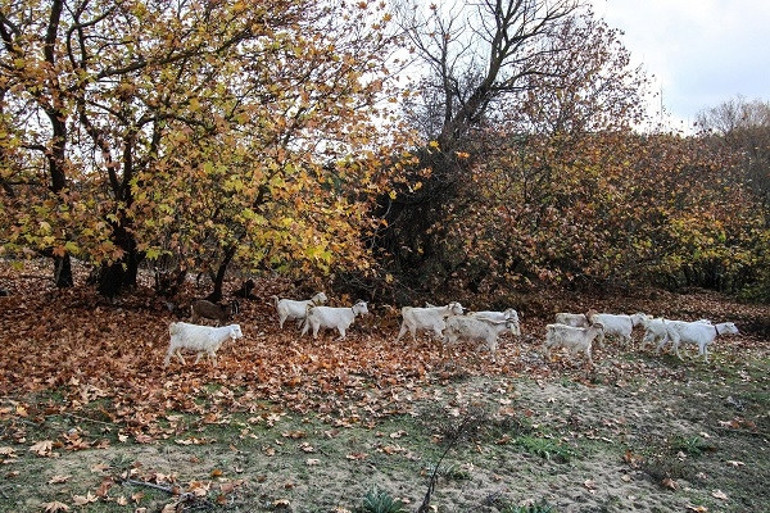 Gördes’te kartpostallık sonbahar manzaraları