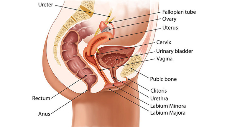 Klitoris Nedir Klitoris Nerededir