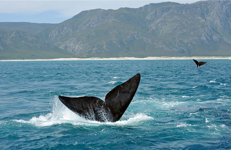 Düş güzelliğinde: Cape Town