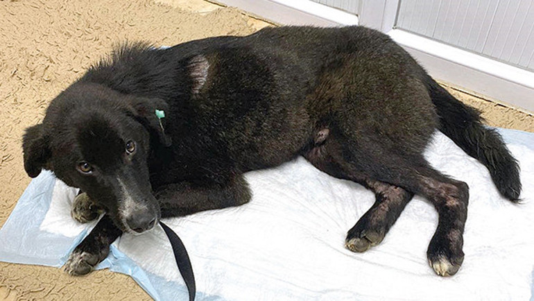 Vicdan sınavından sıfır... Pendik Belediyesi ezdi, İBB ölüme terk etti