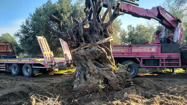 Bin yıllık zeytin ağacı yeni yerine taşındı