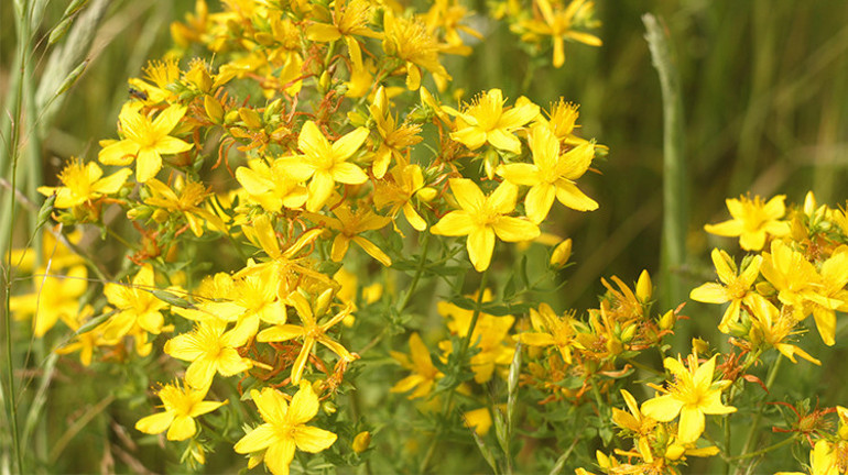 Sarı Kantaron Yağının İlginç Kullanım Alanları