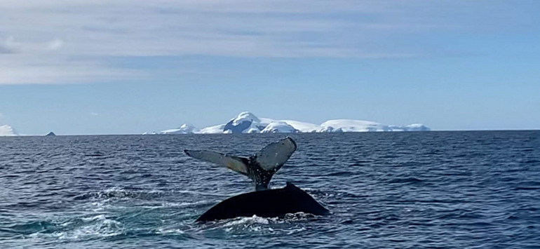 Yelkenliyle Antarktikaya giden gezgin kadınlar Ayağımız kıtaya değdiğinde birbirimize bakıp ağladık