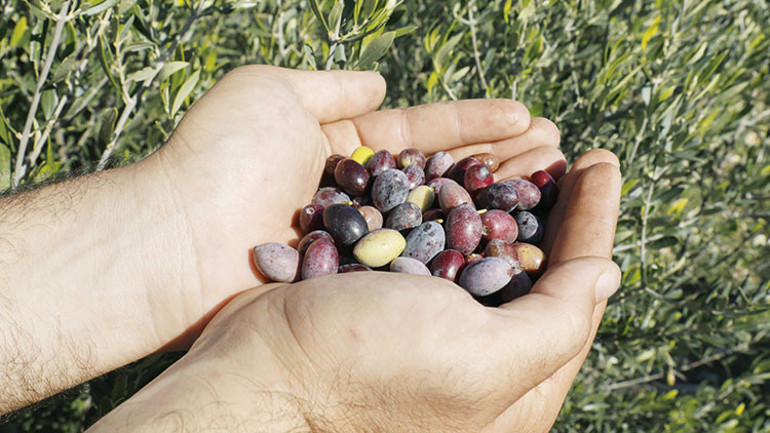 Türk ve Rum iki arkadaştan Kıbrıs’ta zeytin barışı