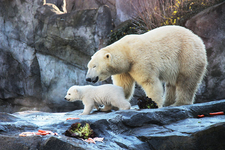 Avusturya’da yavru kutup ayısı ilk defa görücüye çıktı