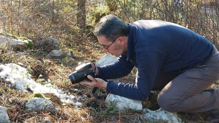Spil Dağında kardelenler açtı, zarar veren yandı