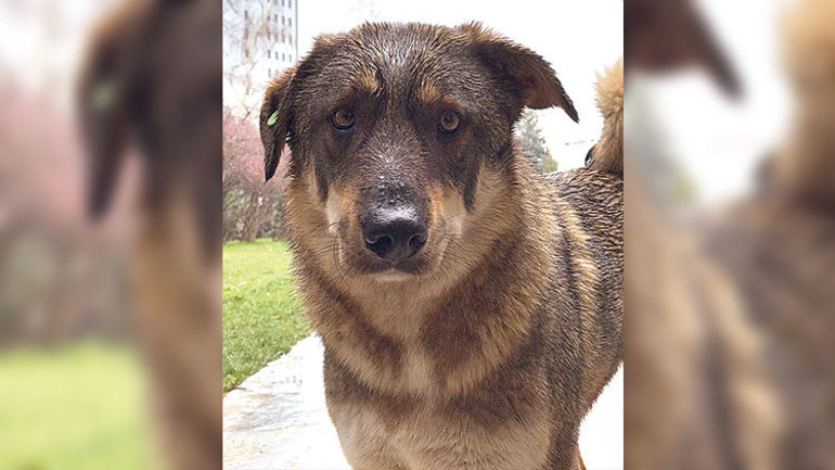 Ayrı bir dünya var bu gazetenin bahçesinde