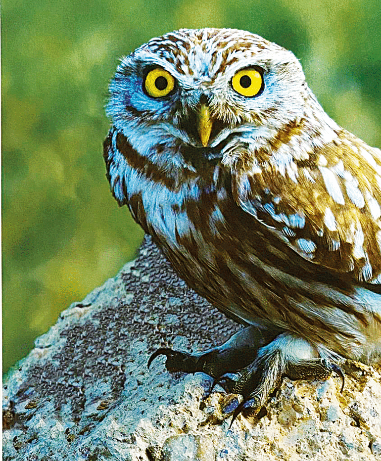 İtalyadan bir arkadaşım özellikle İzmire şunu diyor