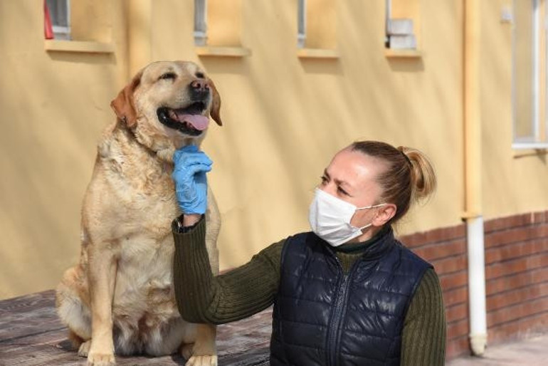 Corona Virüs korkusuyla hayvanları sokaklara terk ediyorlar