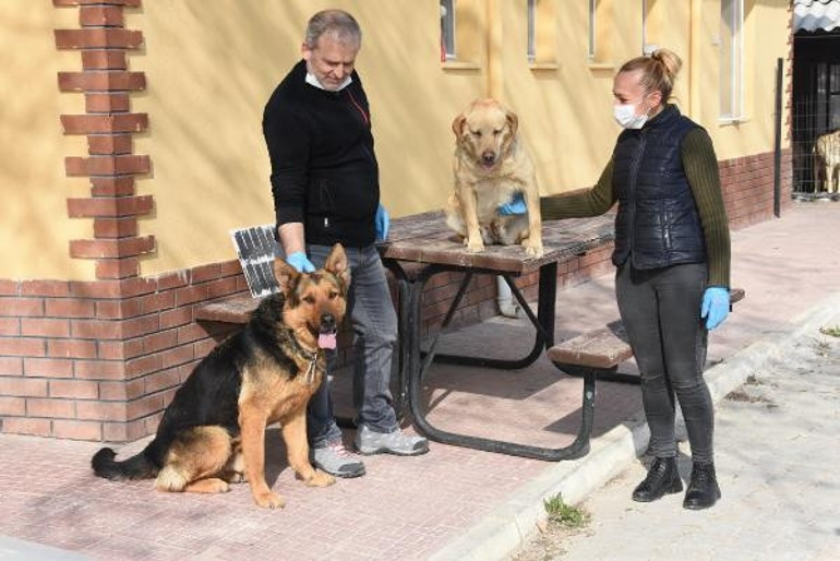 Corona Virüs korkusuyla hayvanları sokaklara terk ediyorlar