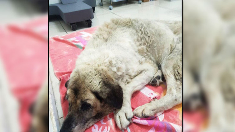 Köpeğe çarparak ölümüne neden olan sürücü kamerada