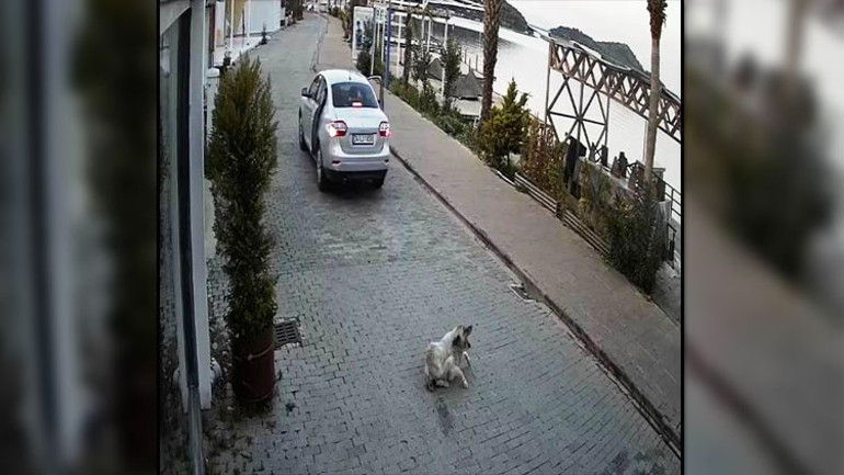 Köpeğe çarparak ölümüne neden olan sürücü kamerada