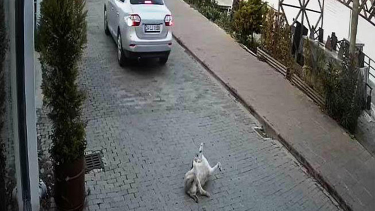 Köpeğe çarparak ölümüne neden olan sürücü kamerada