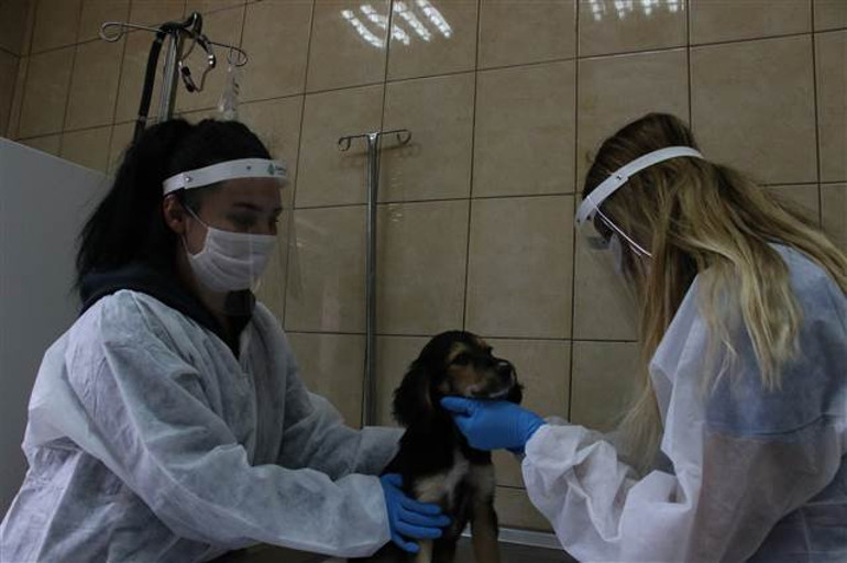 Sokak hayvanları korona virüsle mücadele döneminde unutulmadı