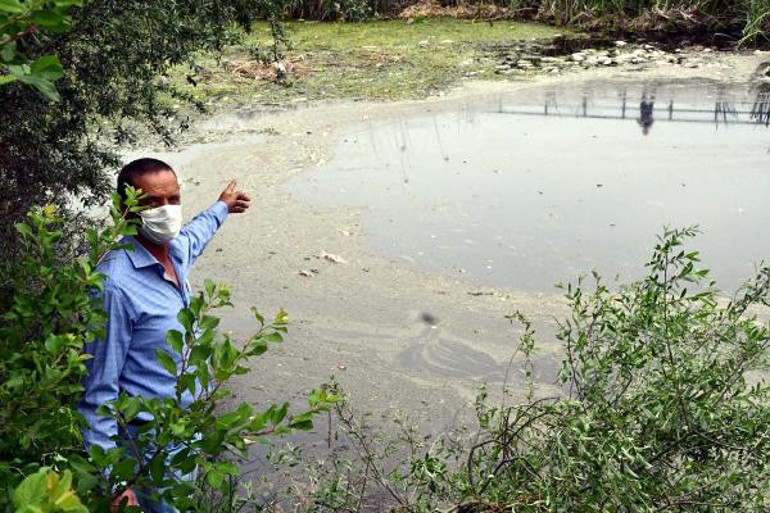 Tekirdağ’ın Karakarlı Deresi’ndeki balık ölümleri endişelendiriyor