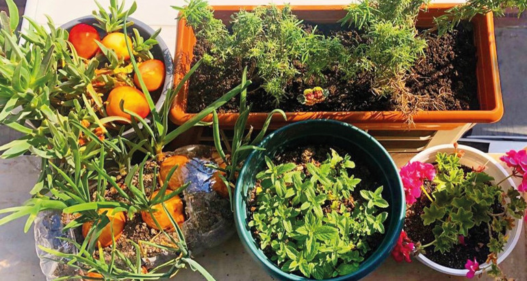 Ayçin’in bitki aşkı