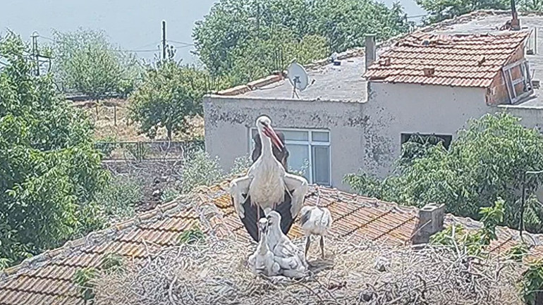 Yaren leylek, yavrularıyla fotoğraflandı