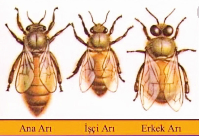 Anadolunun en büyük beyliği: Arıbeyoğulları