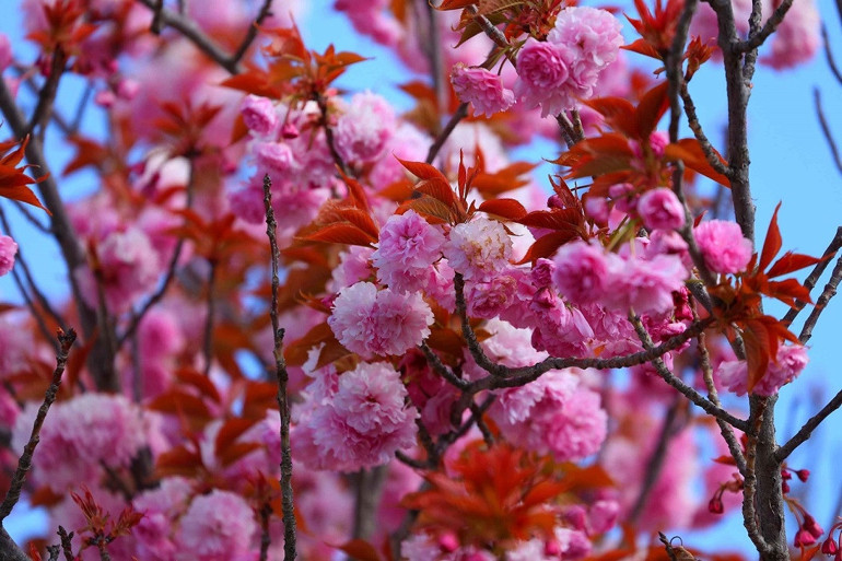 Kyotoyla kardeş şehir olan Konyadaki parklarda yüzlerce sakura ağacı var