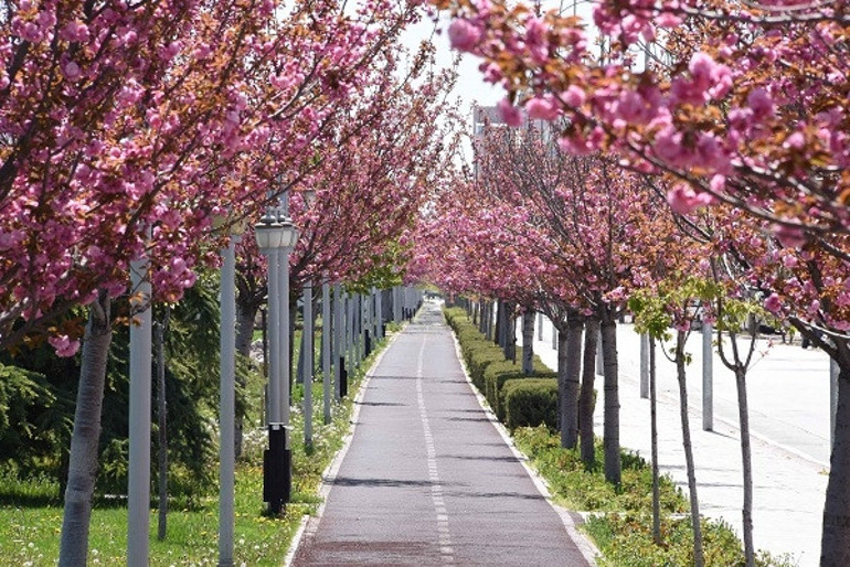 Kyotoyla kardeş şehir olan Konyadaki parklarda yüzlerce sakura ağacı var